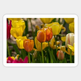 Colorful Spring Tulips Sticker